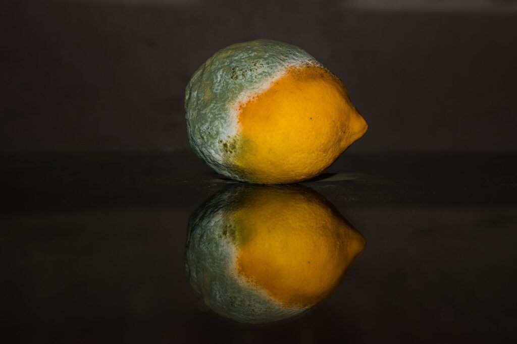 lemon, rotten, fruit-2146956.jpg